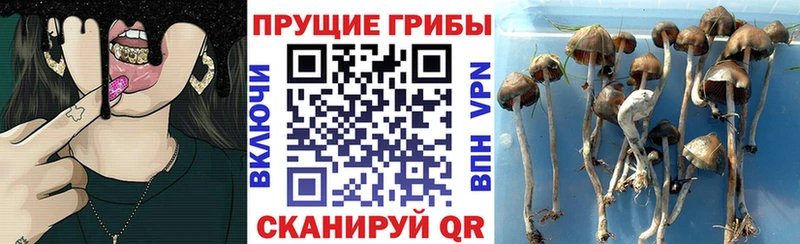 это как зайти  Белозерск  Галлюциногенные грибы Psilocybe 